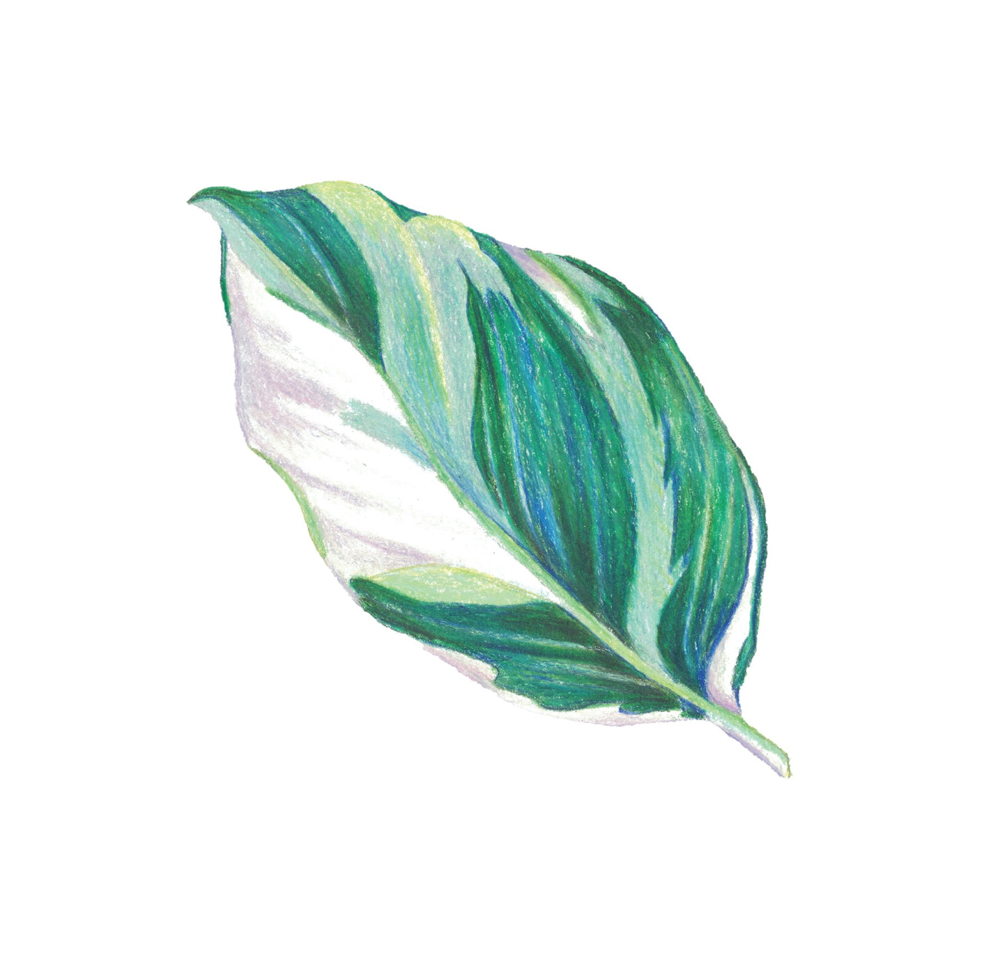 Sticker - Calathea Fusion White