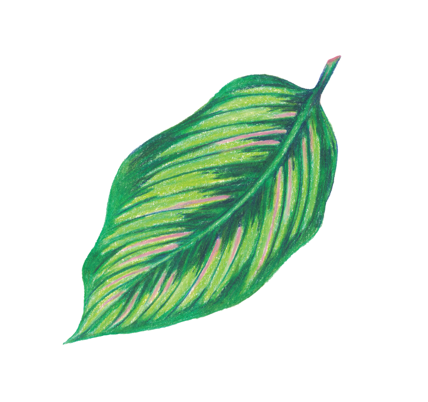 Sticker - Calathea White Star