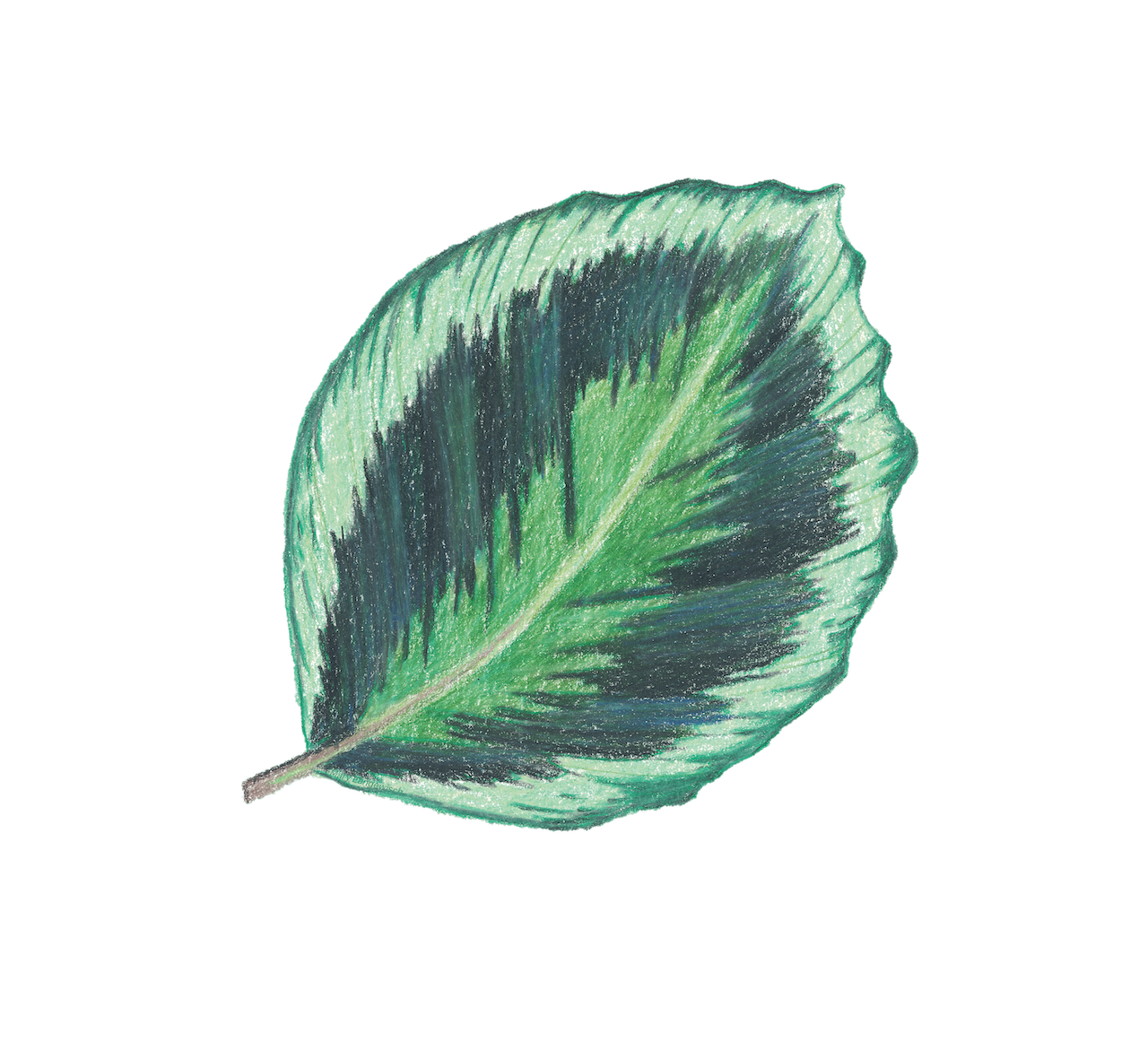 Sticker - Calathea ‘Medallion’