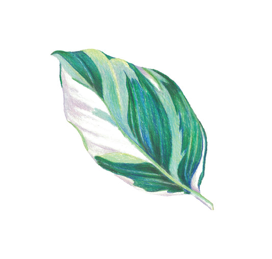 Sticker - Calathea Fusion White
