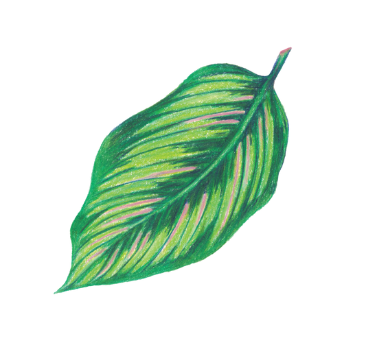 Sticker - Calathea White Star