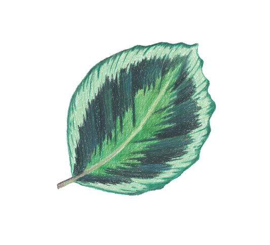 Sticker - Calathea ‘Medallion’