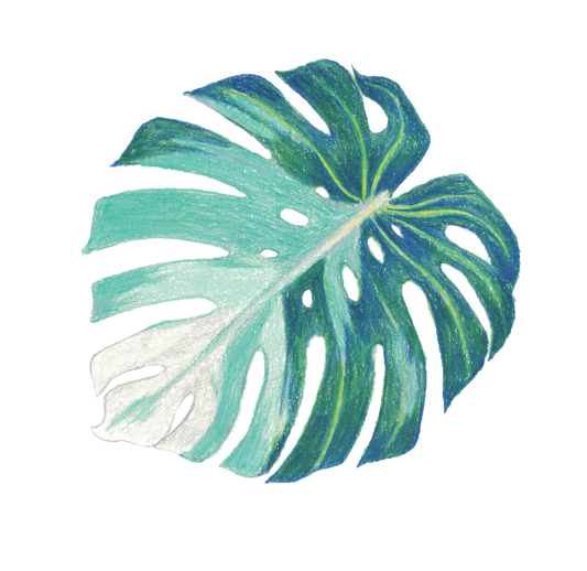 Sticker - Monstera Albo Variegata